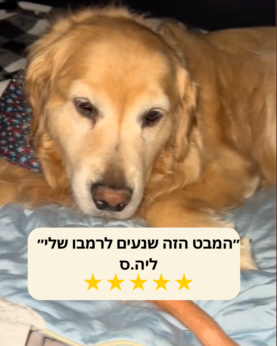 שמיכה מקררת לכלבים מבית LYVORA